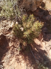 Euphorbia loricata