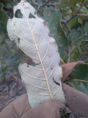 Quercus clivicola
