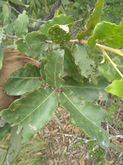 Quercus clivicola