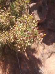 Euphorbia loricata