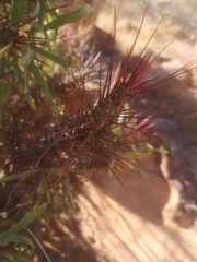 Euphorbia loricata