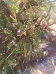 Euphorbia loricata