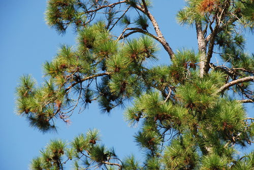 Pinus elliottii