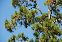 Pinus elliottii elliottii