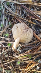 Lactarius hibbardiae