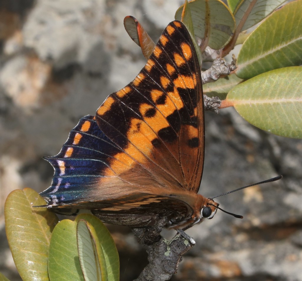 Protea Charaxes