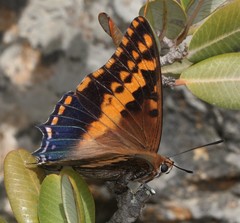 Charaxes pelias