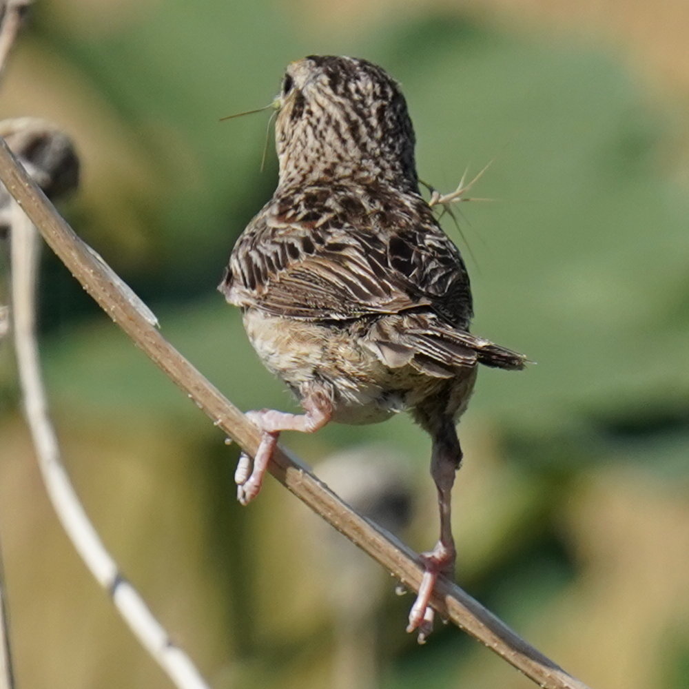 Ammodramus savannarum (J.F.Gmelin, 1789)