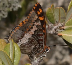 Charaxes pelias