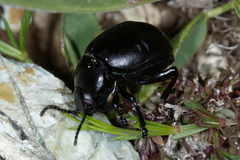 Timarcha tenebricosa