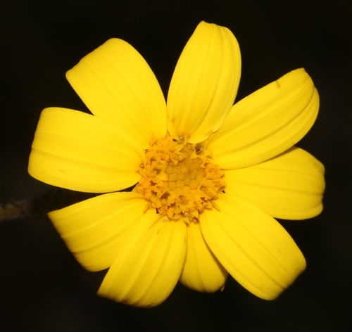 Image of Osteospermum rotundifolium by (c) Brian du Preez, some rights reserved (CC BY-SA)