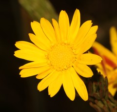 Ursinia quinquepartita