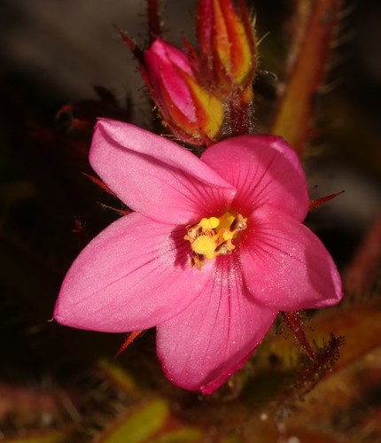 Roridulaceae