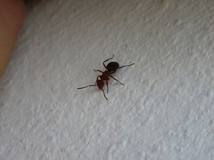 Camponotus rectangularis