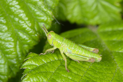 Odontopodisma decipiens