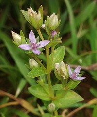 Lomatogonium minus