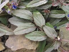 Veronica umbrosa