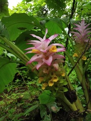 Curcuma pseudomontana