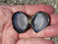 Corbicula largillierti