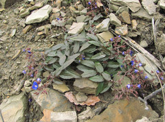 Veronica umbrosa