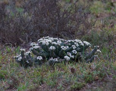 Euphorbia inermis