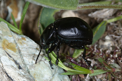 Timarcha tenebricosa