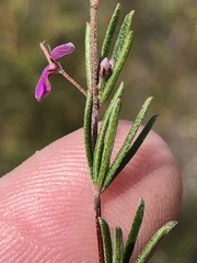 Indigofera sp14