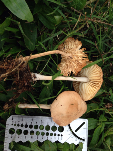 Marasmius oreades — (c) Ken-ichi Ueda, some rights reserved (CC BY)
