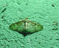 Haritalodes derogata