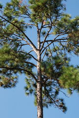 Pinus elliottii elliottii