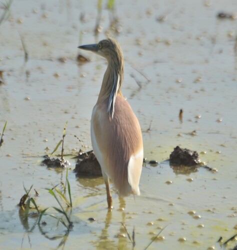 Squacco Heron