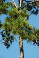 Pinus elliottii elliottii