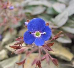 Veronica umbrosa