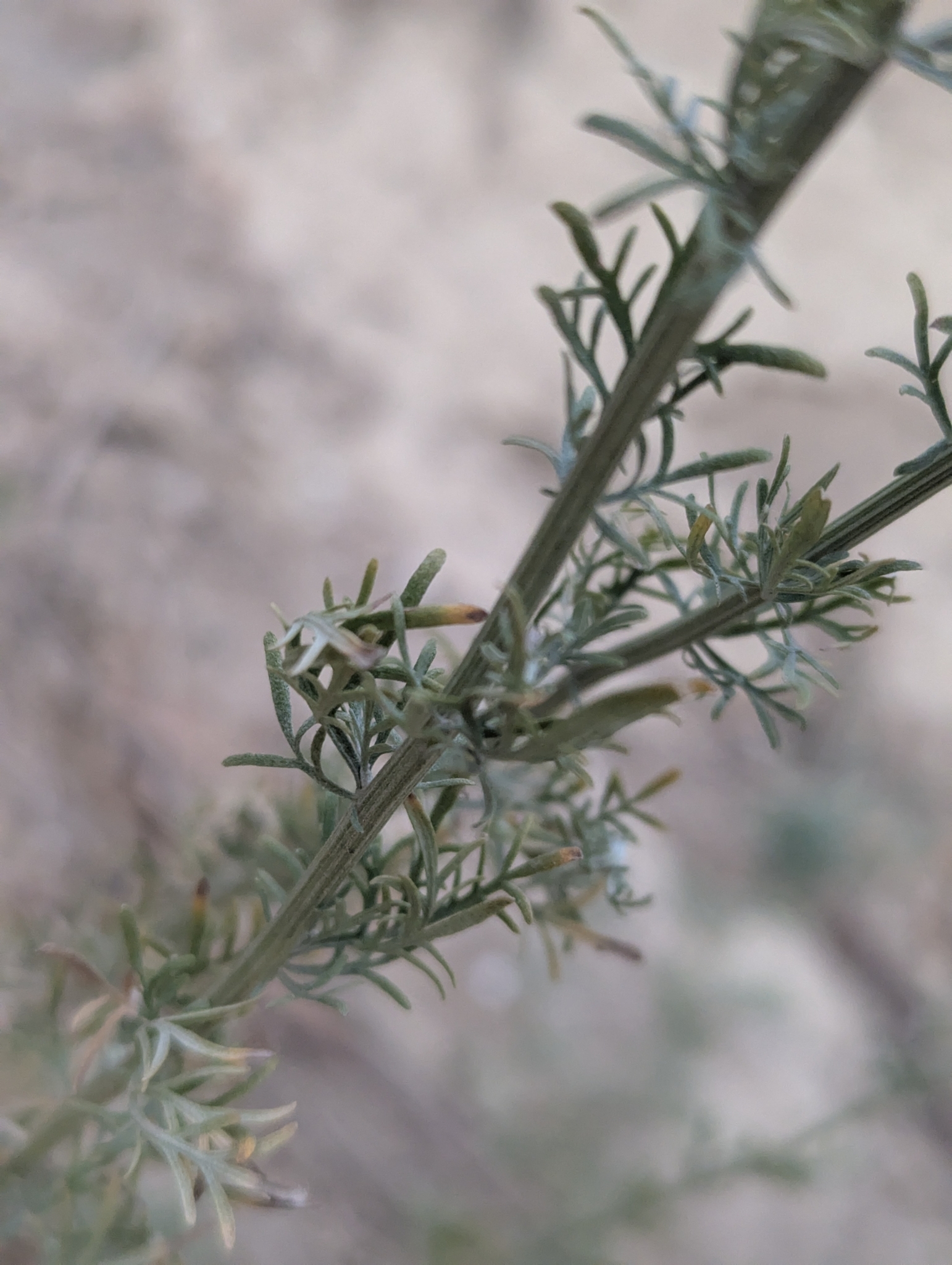 Ajania fastigiata