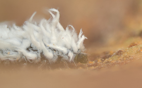 Mealybug Destroyer photo 3