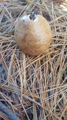 Suillus acidus