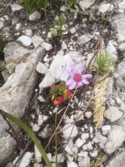 Senecio cymbalarifolius