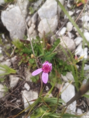 Senecio cymbalarifolius