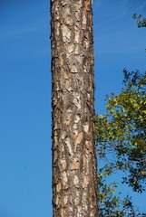 Pinus elliottii elliottii