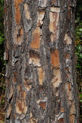 Pinus elliottii elliottii