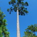 Slash Pine - Photo (c) Doug Goldman, some rights reserved (CC BY)