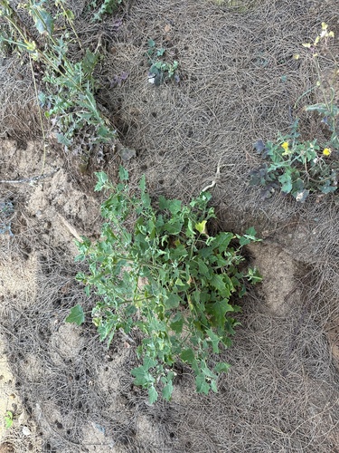 Chenopodium oahuense observed 2025-06-07