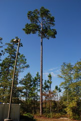 Pinus elliottii elliottii