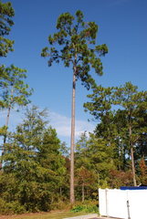 Pinus elliottii elliottii