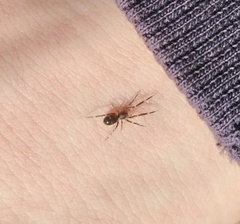Liophrurillus flavitarsis