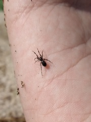 Liophrurillus flavitarsis
