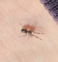 Liophrurillus flavitarsis