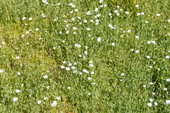 Stellaria crassipes