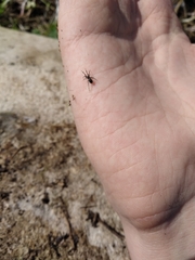 Liophrurillus flavitarsis
