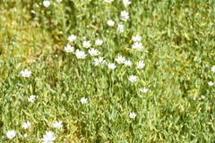 Stellaria crassipes